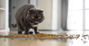 Эксперты обнаружили опасные вещества в сухих кормах для кошек